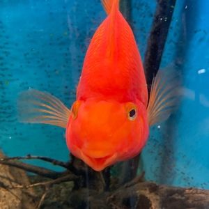 Meet your Posher, Alex